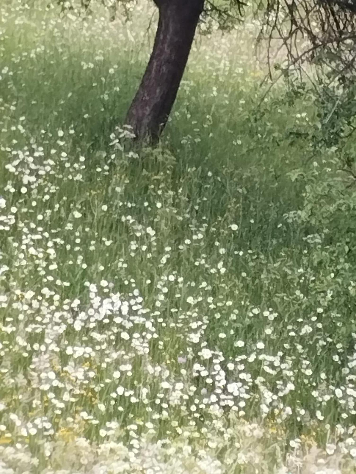 Appartamento У Ондраша Yasinia Esterno foto